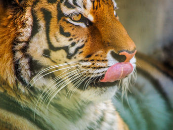 Close-up of tiger