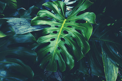 Full frame shot of fresh green plant