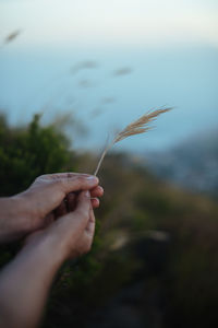 Cropped hands of person holding plants