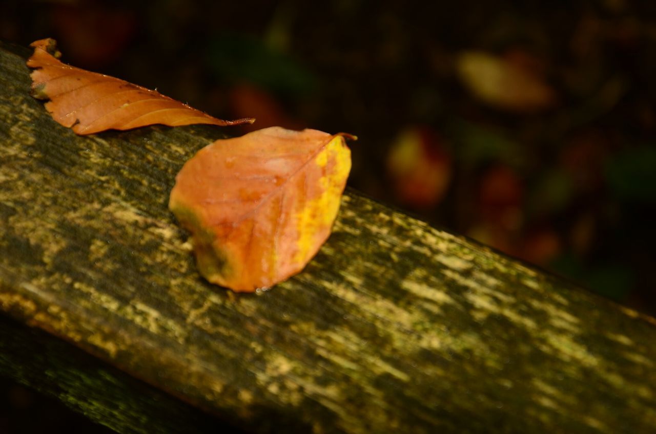 leaf, close-up, autumn, wood - material, change, season, selective focus, focus on foreground, dry, leaves, leaf vein, nature, fragility, outdoors, day, wooden, natural pattern, no people, orange color, fallen