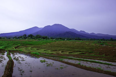 Morning view on the rice terraces with a beautiful sky over the rice fields of bengkulu, indonesia