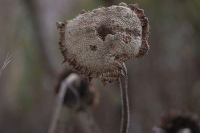 Close-up of dry mushroom growing on land