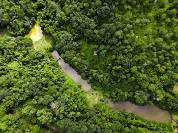 High angle view of trees by lake in forest