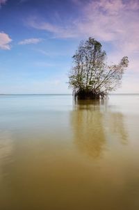 Tree by sea against sky