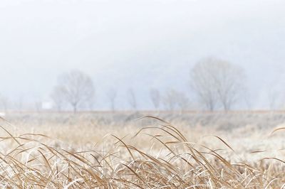 Close-up of snowy field against sky