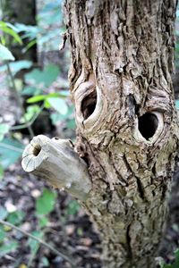 Close-up of lizard on tree trunk