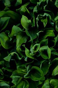 Full frame shot of green leaves