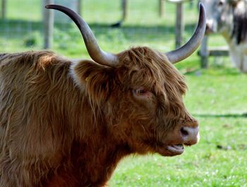 Close-up of highland cow standing on field