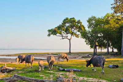 Horses in a field