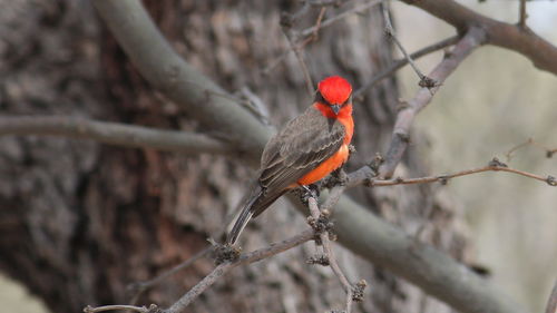 Close-up of bird perching on branch