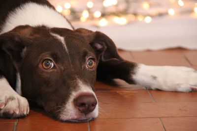 Close-up portrait of dog lying on floor at home