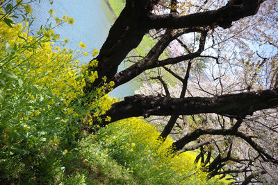 Low angle view of flowering tree against sky