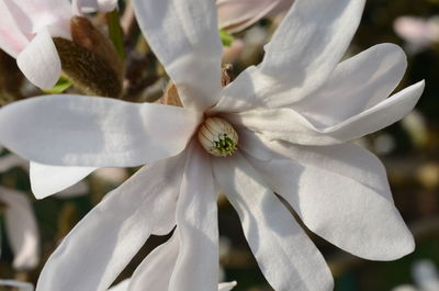 Close-up of white flowering plant