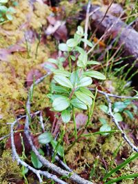 Close-up of plants