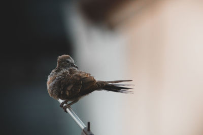🐦 Sparrow