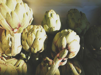 Close-up of garlic on white background