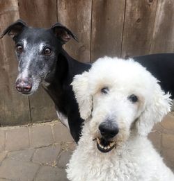 Close-up portrait of white dog