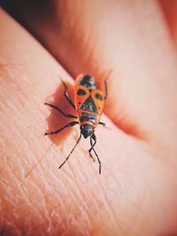 Close-up of cropped hand with pyrrhocoris apterus