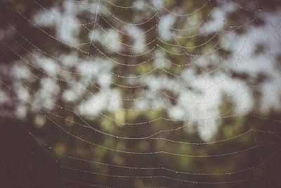 Full frame shot of wet spider web