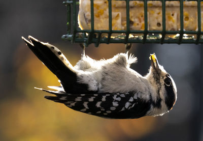 Downy woodpecker eats from a suet feeder