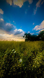 Scenic view of field against cloudy sky