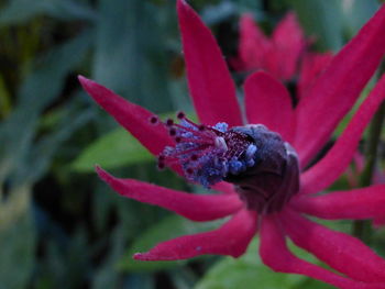 Close-up of insect on pink flower