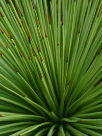 Full frame shot of palm tree