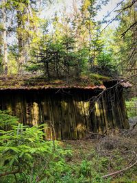 Trees by plants in forest