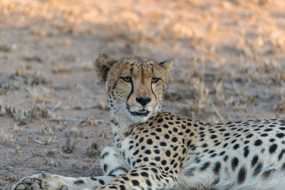 View of a cat lying on land