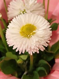 Close-up of pink flower