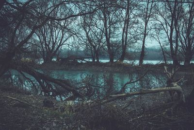 Bare trees in forest during winter