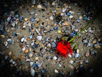 High angle view of rose on stone