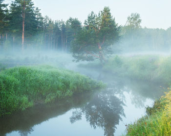 Trees in forest