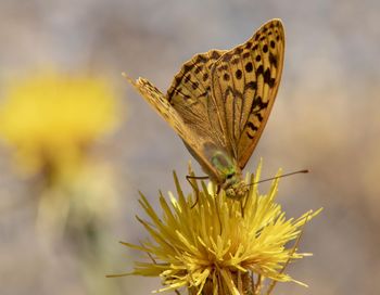 Close-up of butterfly pollinating on yellow flower