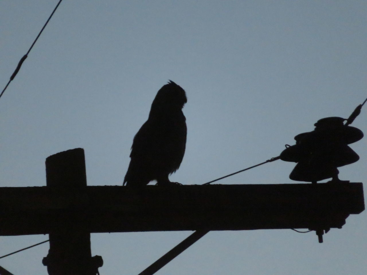 LOW ANGLE VIEW OF BIRD PERCHING ON A SILHOUETTE OF THE SKY