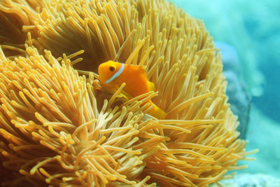 Close-up of fish swimming in sea