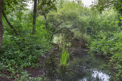 Scenic view of forest