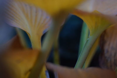 Close-up of yellow flowering plant