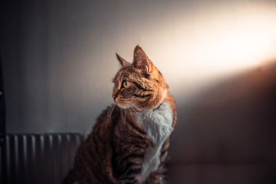 Close-up of a cat looking away at home