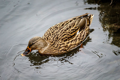 Mallard female