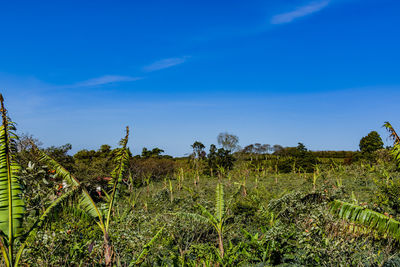 Low angle view of trees against blue sky