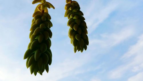 Low angle view of fruits growing on plant against sky