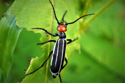 Close-up of insect on plant