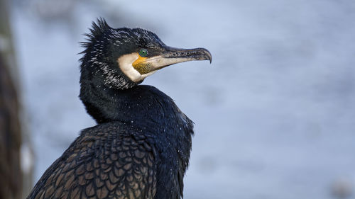 Close-up of pelican