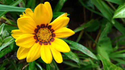 Close-up of yellow flower