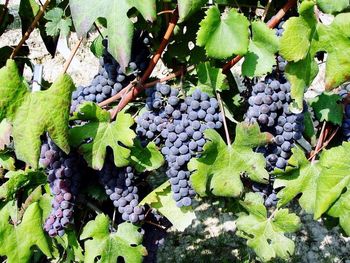 Close-up of grapes hanging on tree