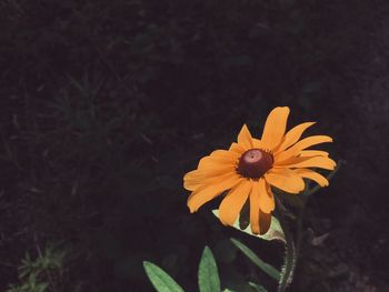 flowering plant