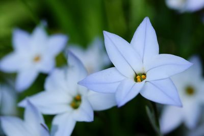 Close-up of white flowering plant