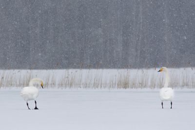 View of birds on snow