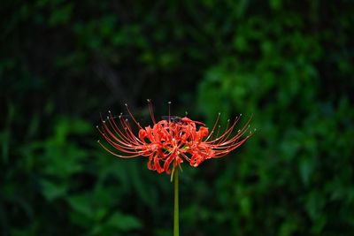 Close-up of red flower and dragonfly